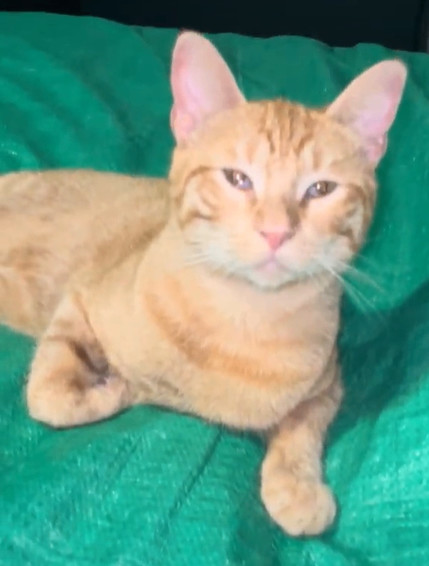 Enlarge Rusty, a Adoptable Domestic Short Hair in Plantation, FL image 1/1