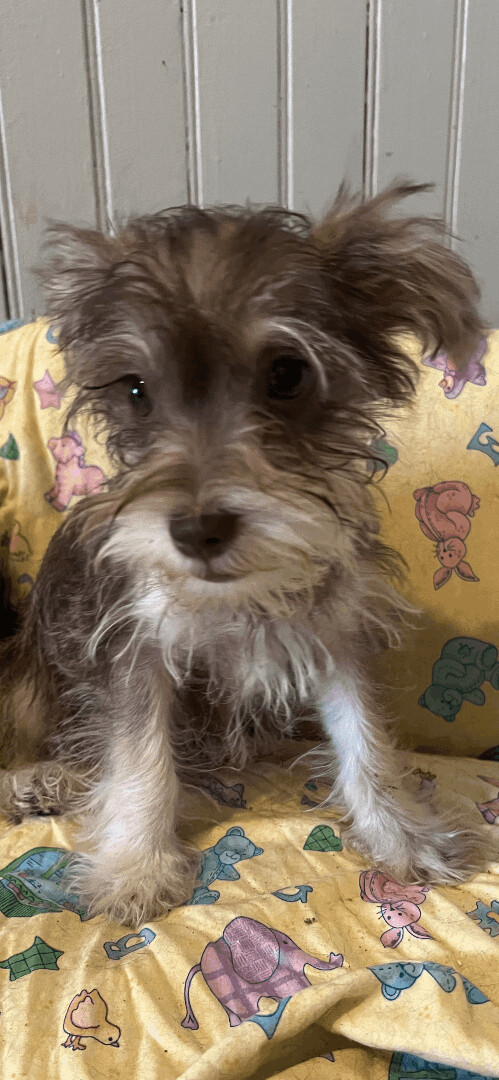 Ashley, a Adopted Yorkshire Terrier in Westerly, RI image 1/2