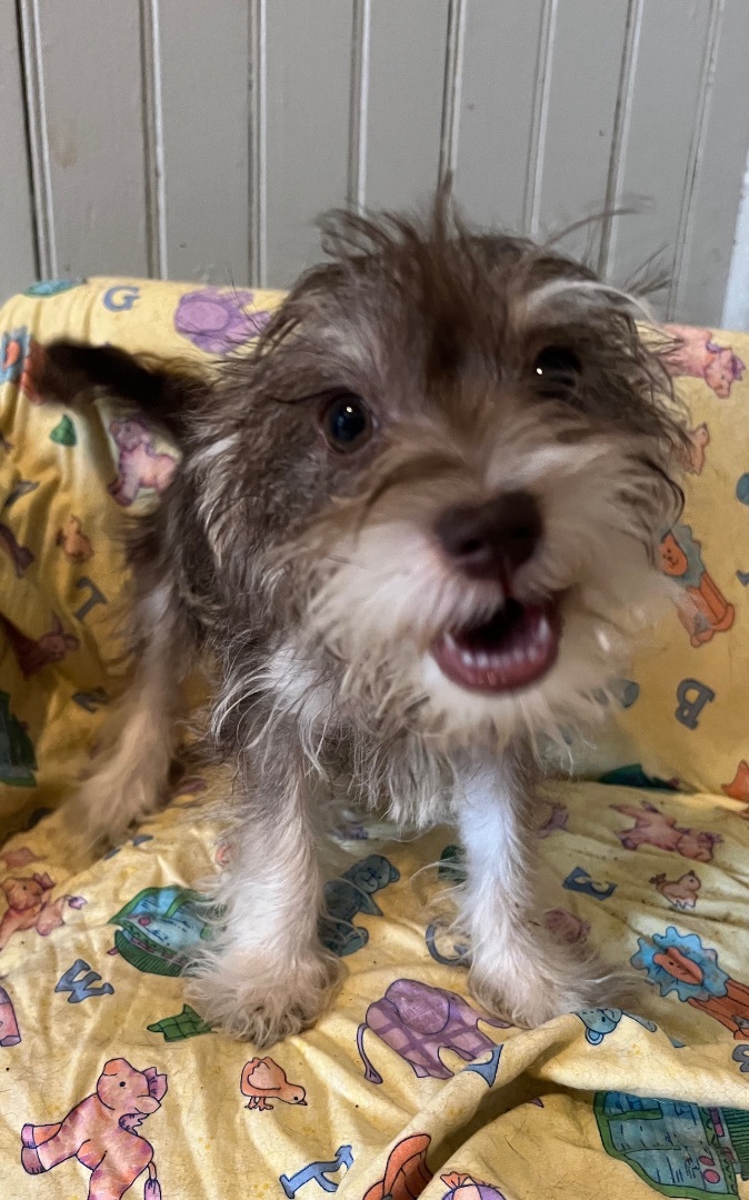 Ashley, a Adopted Yorkshire Terrier in Westerly, RI image 2/2