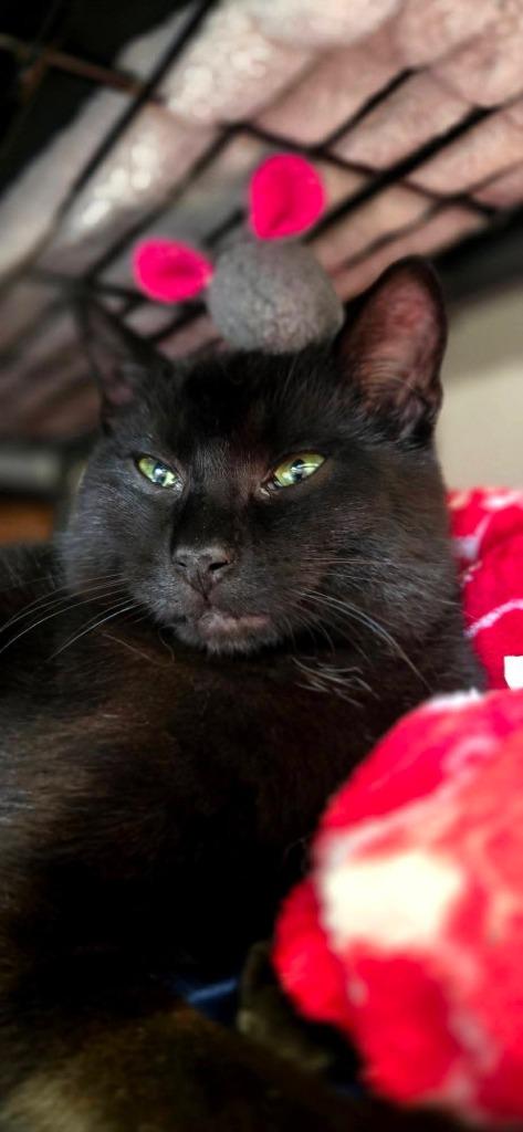 Enlarge Bugs AKA Braveheart, a Adoptable mixed breed in Shelton, WA image 1/2