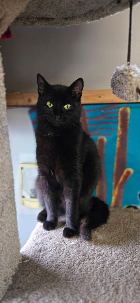 Enlarge Bugs AKA Braveheart, a Adoptable mixed breed in Shelton, WA image 2/2