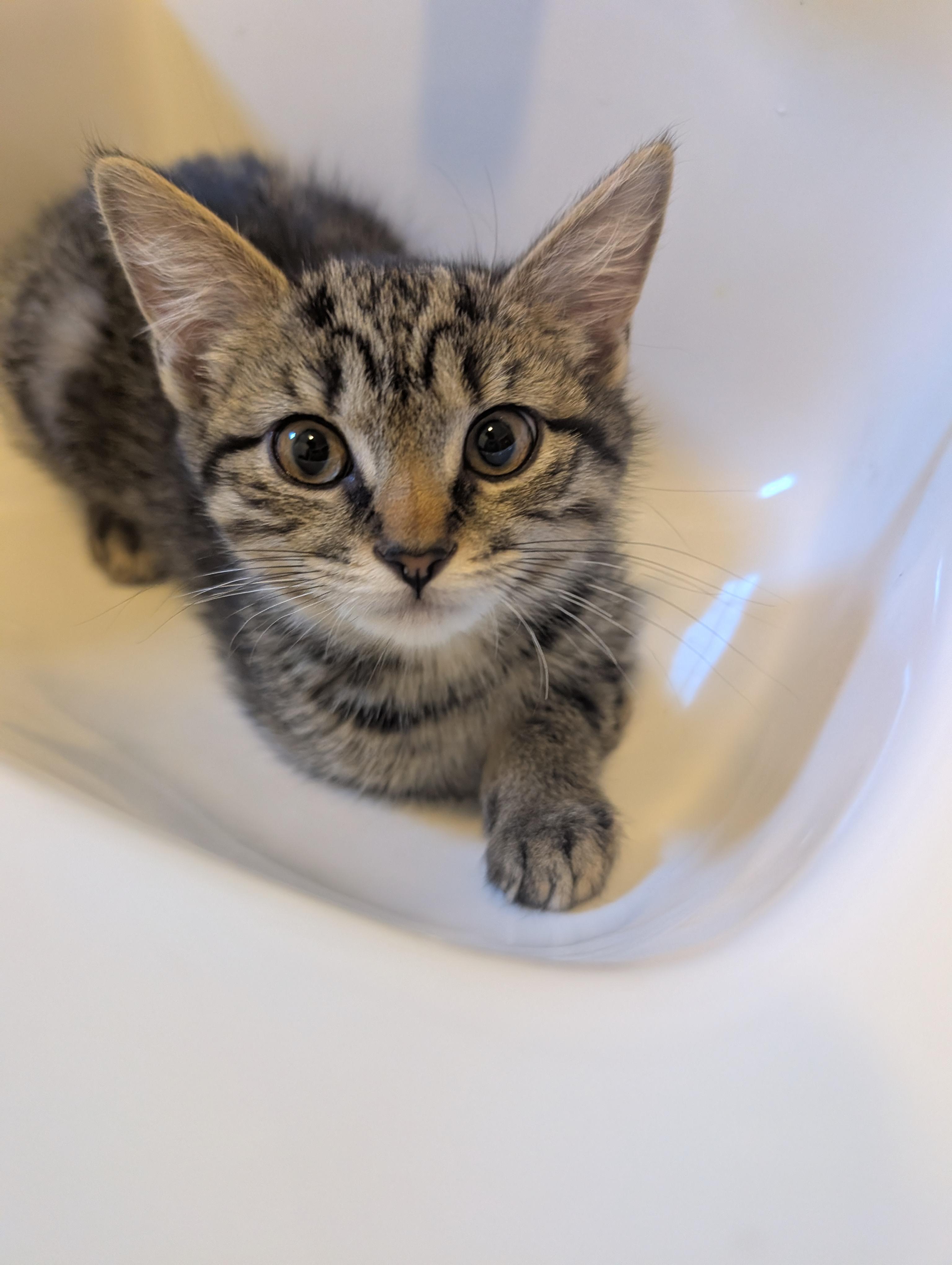 Enlarge Gigi (shy four month old needs TLC), a Adoptable Domestic Short Hair in HANSON, MA image 1/1