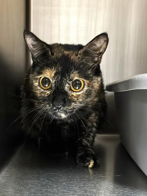 Inzilbêth, Adoptable, Adult Female Domestic Short Hair.