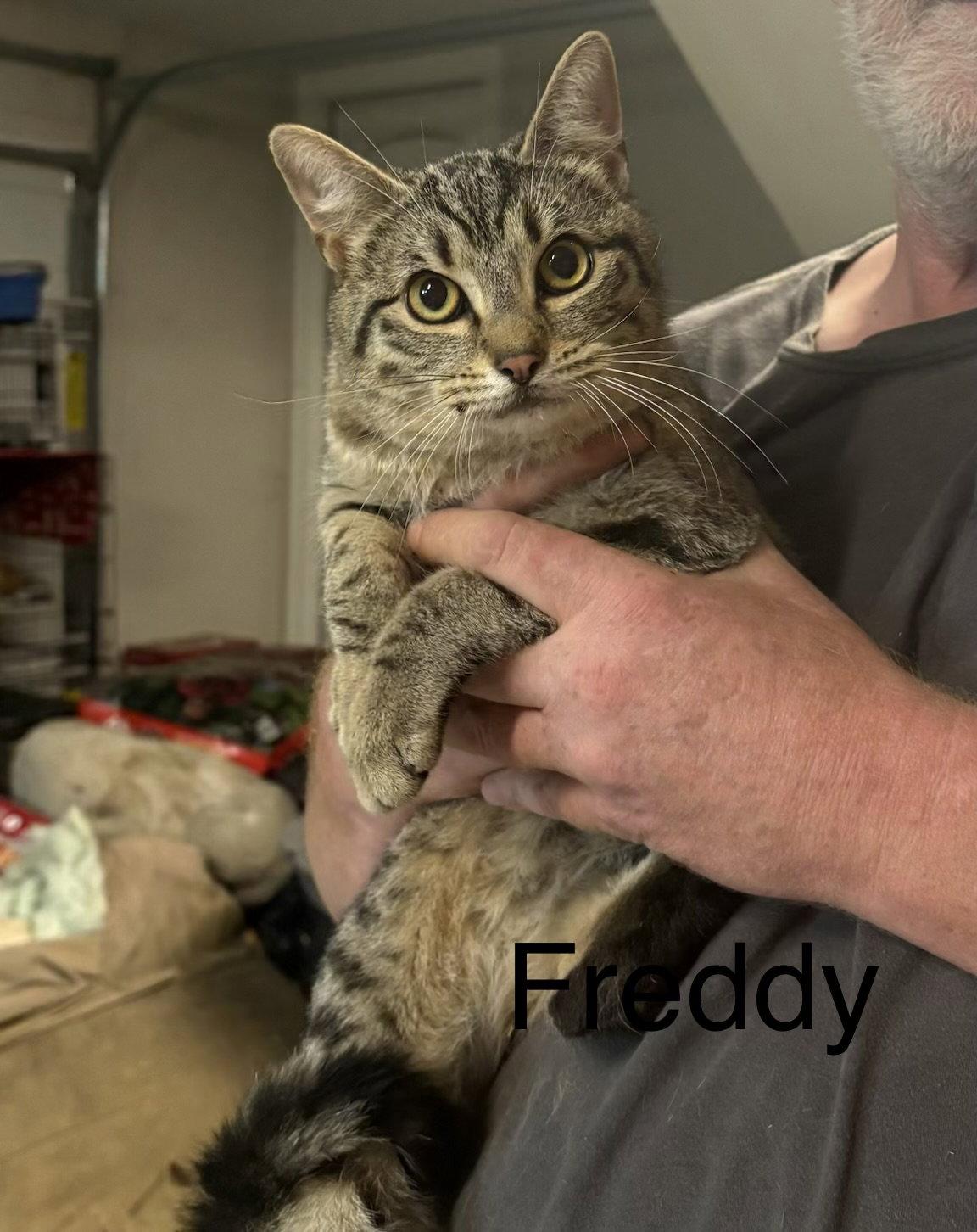 Enlarge Freddy, a Adoptable Domestic Short Hair in White Bluff, TN image 1/1