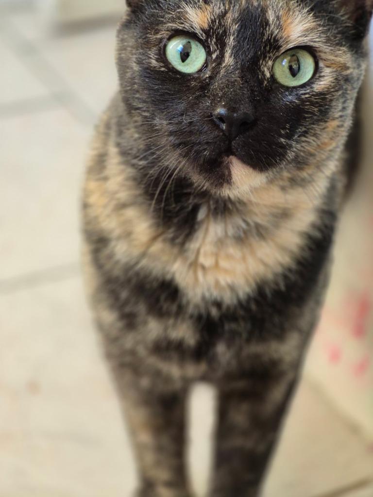 Truffle, Adoptable, Adult Female Domestic Short Hair.