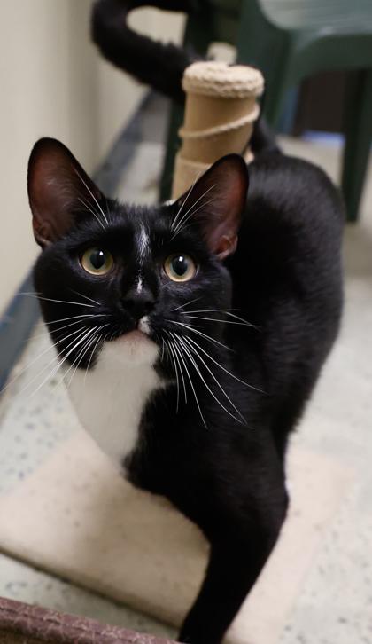 Smith, a Adoptable mixed breed in Baraboo, WI image 1/3