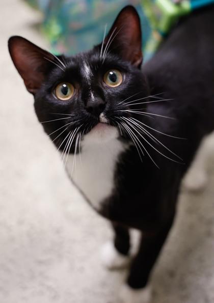 Smith, a Adoptable mixed breed in Baraboo, WI image 2/3