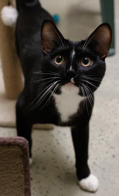 Smith, a Adoptable mixed breed in Baraboo, WI image 3/3