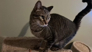 Enlarge Spaz, a Adoptable British Shorthair in Chalfont, PA image 1/2