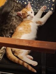 Enlarge FRITO & PRINGLE, a Adoptable Domestic Short Hair in Caribou, ME image 6/6