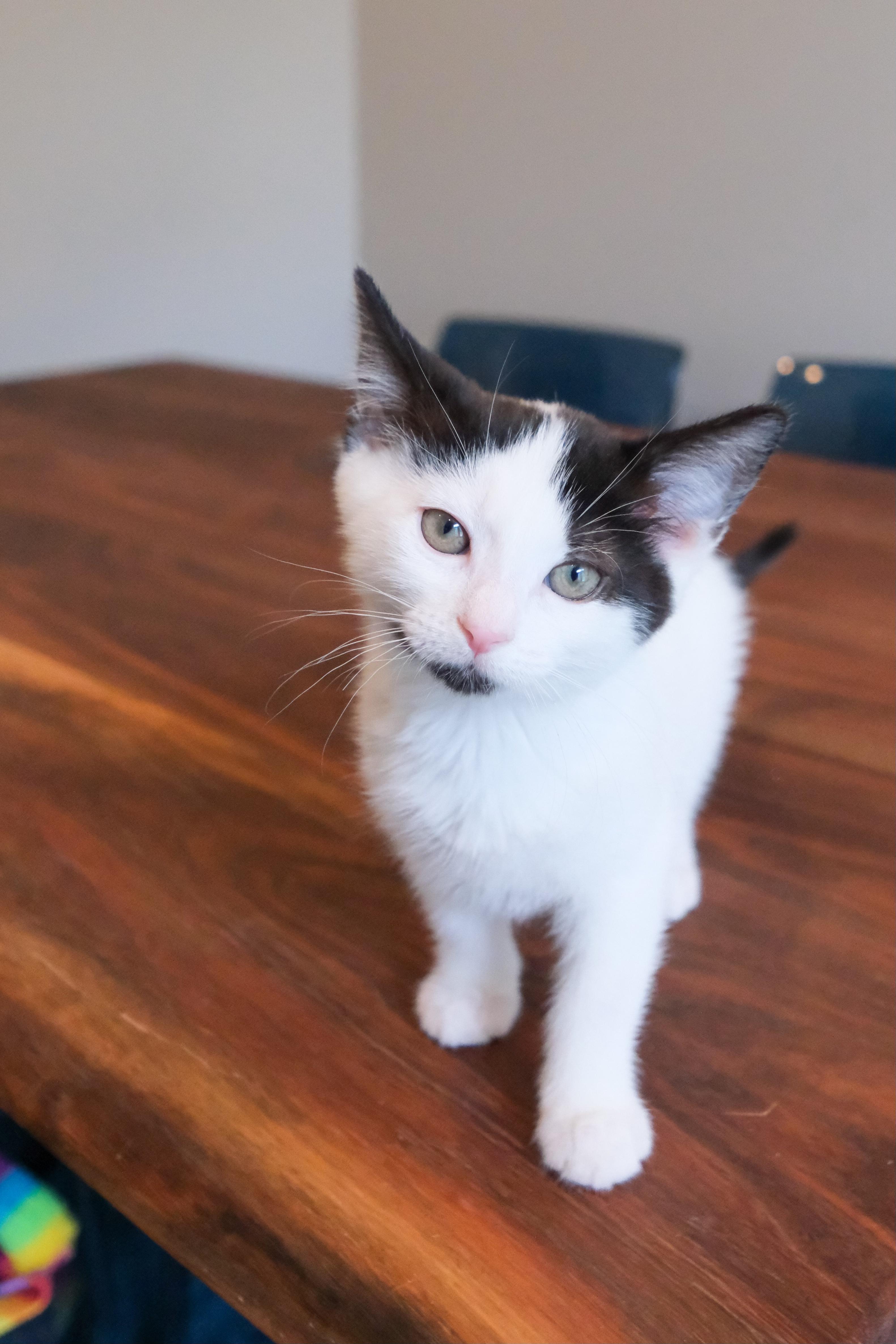 Enlarge FRITO & PRINGLE, a Adoptable Domestic Short Hair in Caribou, ME image 3/6