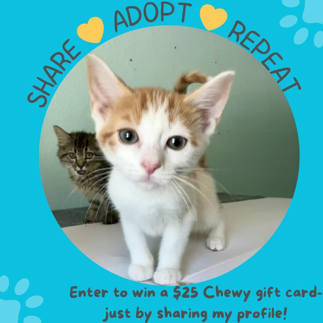 Enlarge FRITO & PRINGLE, a Adoptable Domestic Short Hair in Caribou, ME image 2/6