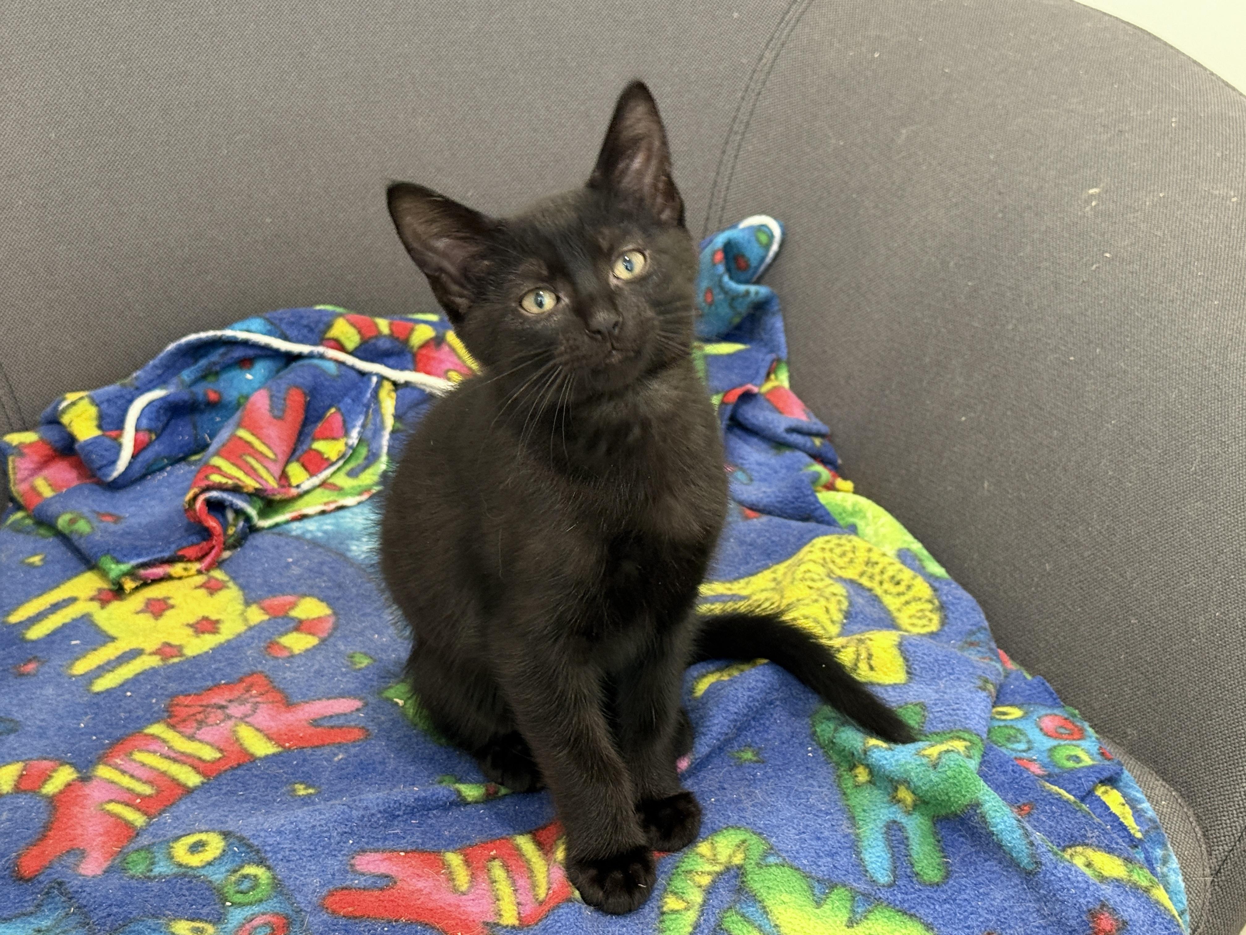Reese, a Adoptable Domestic Medium Hair in Evanston, IL image 2/3
