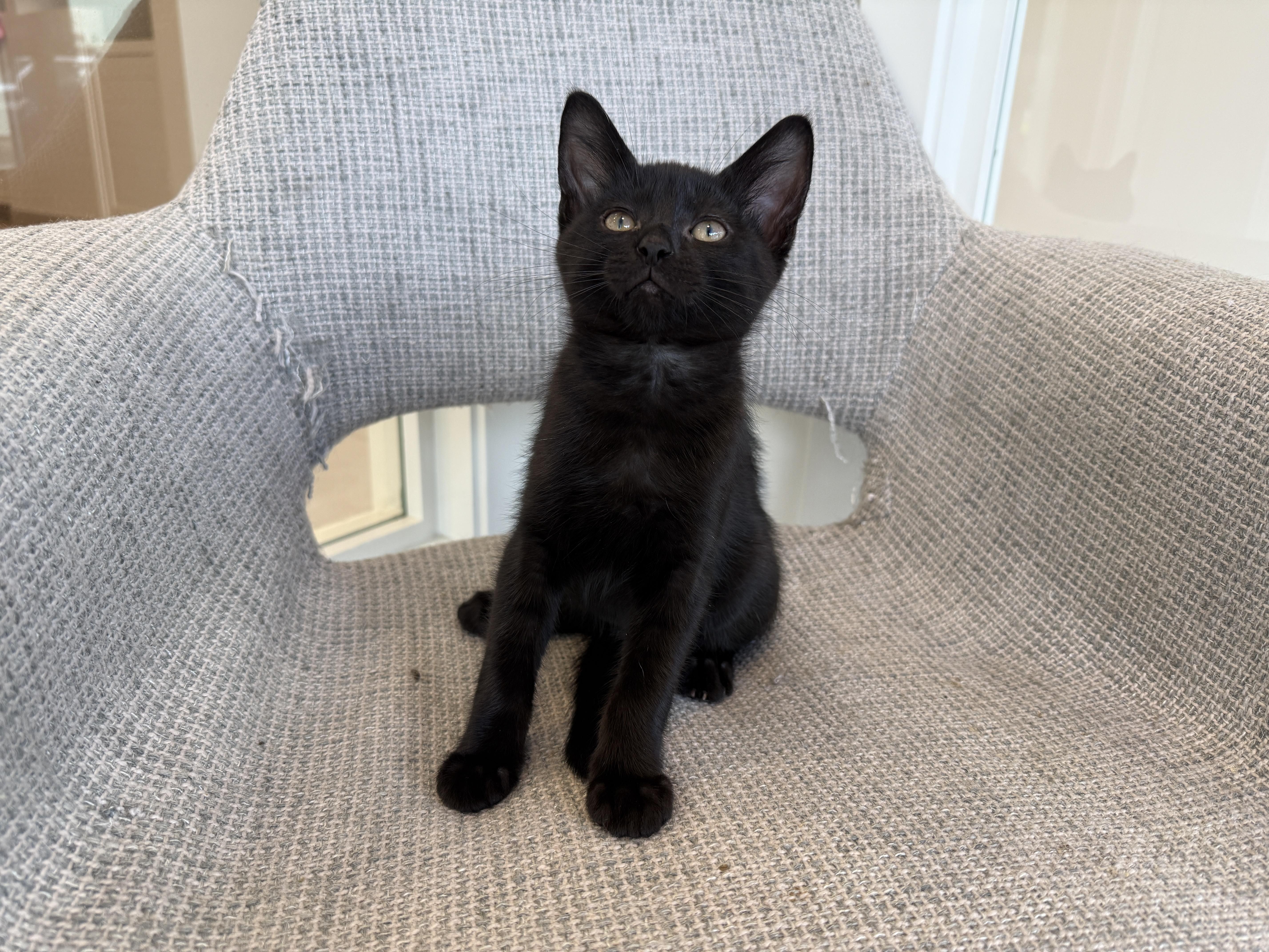 Reese, Adoptable, Kitten Male Domestic Medium Hair.