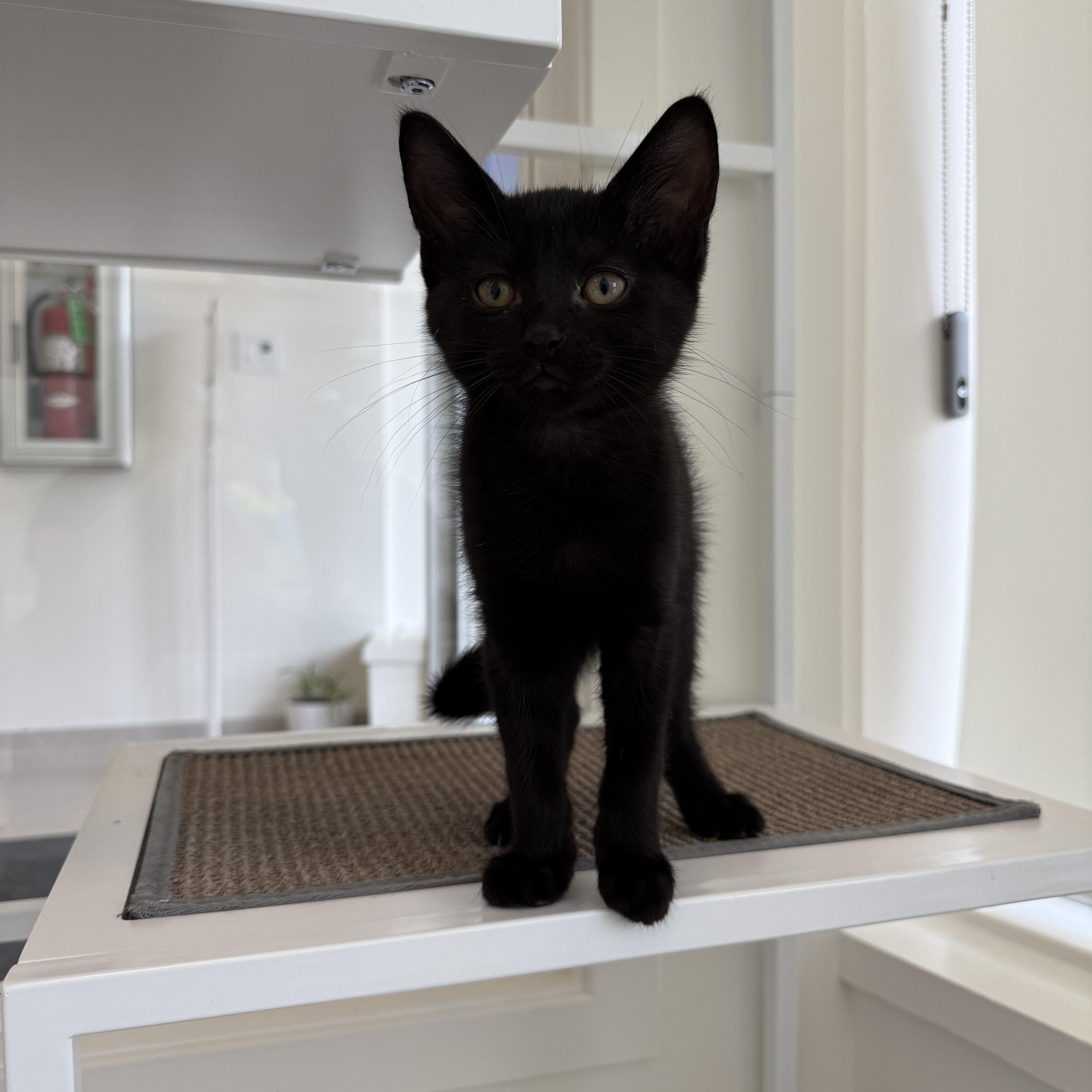 Reese, a Adoptable Domestic Medium Hair in Evanston, IL image 3/3