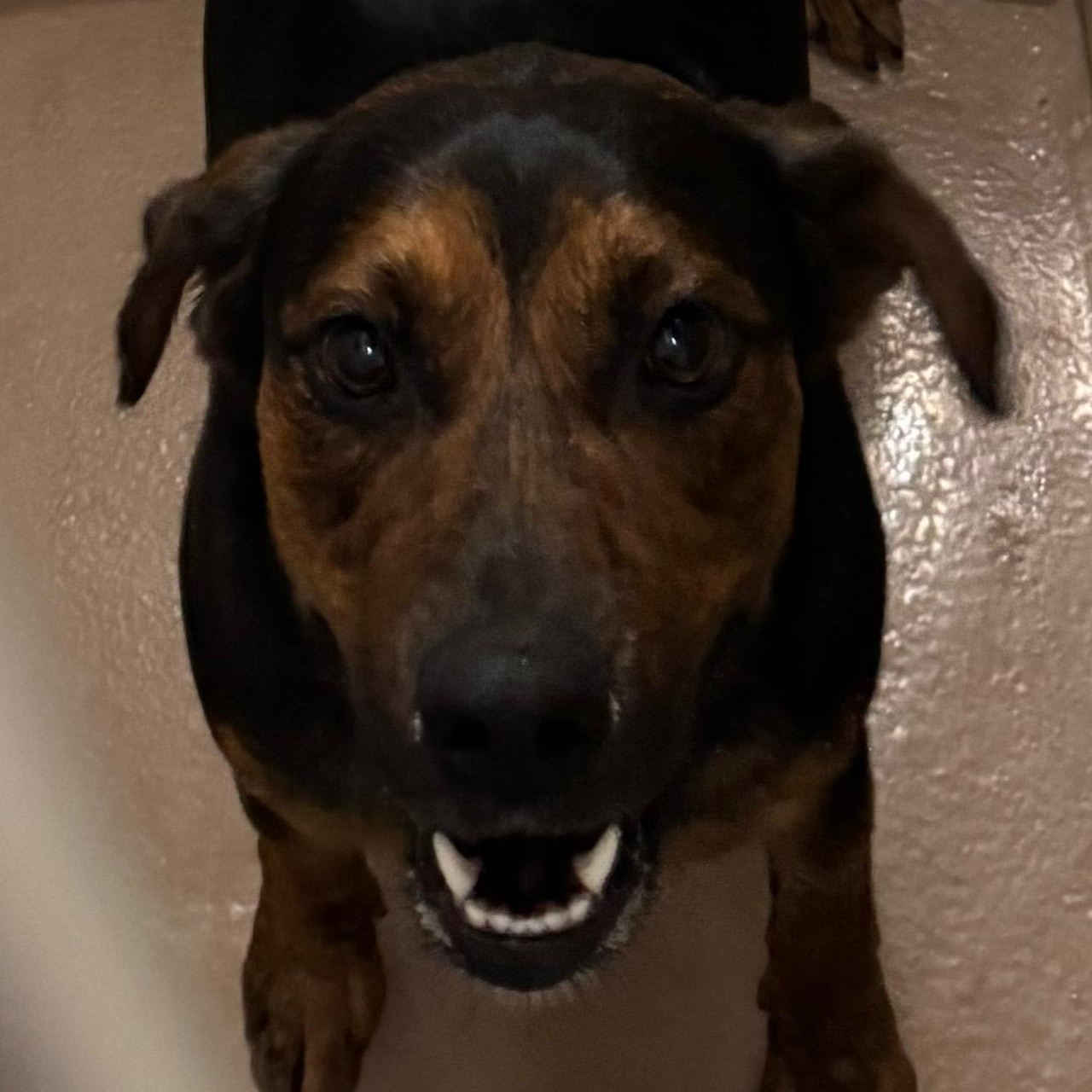 Enlarge Rocky, a Adoptable mixed breed in Ulster, PA image 1/1