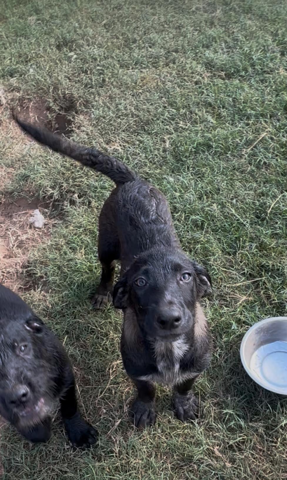 Zuzu, adopted, Young Female Shepherd & Black Labrador Retriever.