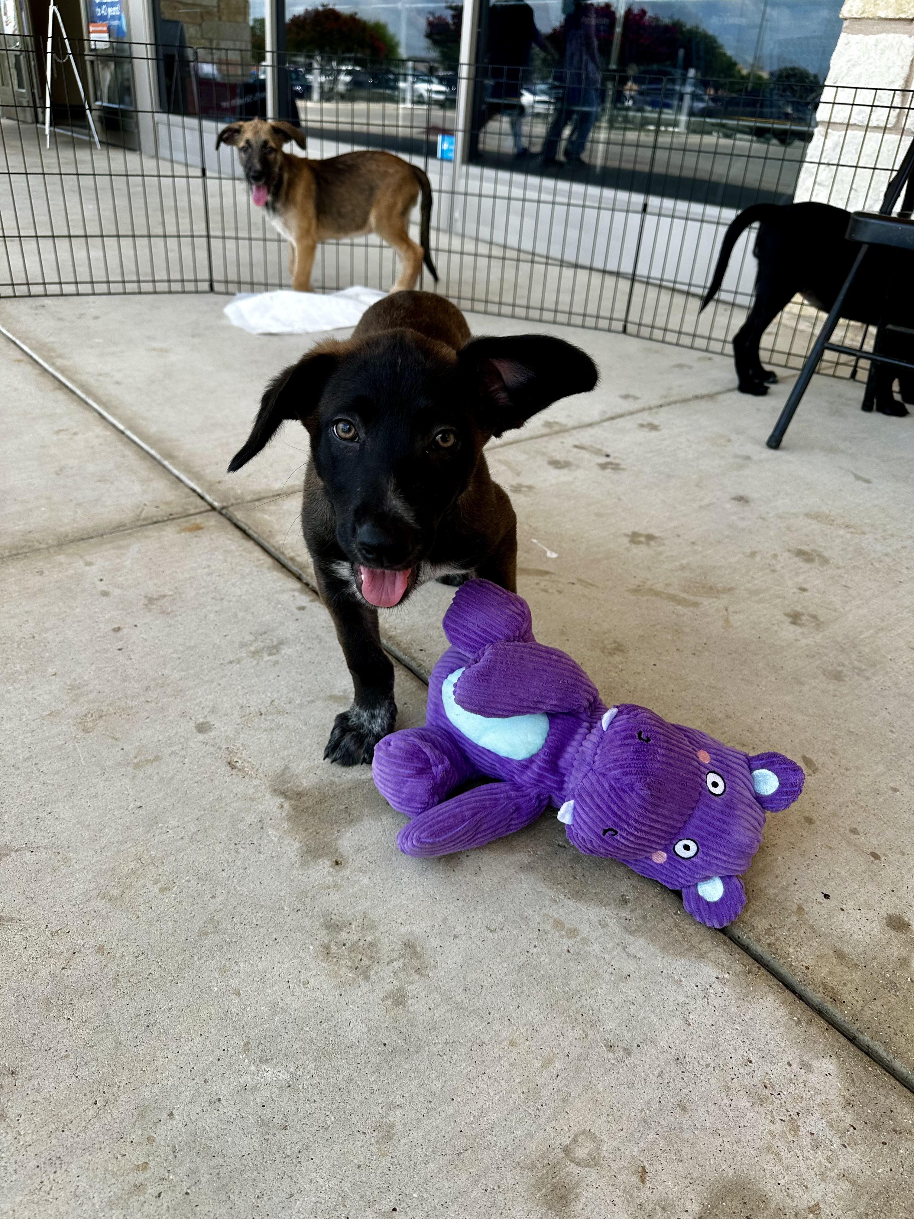 Zuzu, an adopted mixed breed in Seguin, TX image 2/3