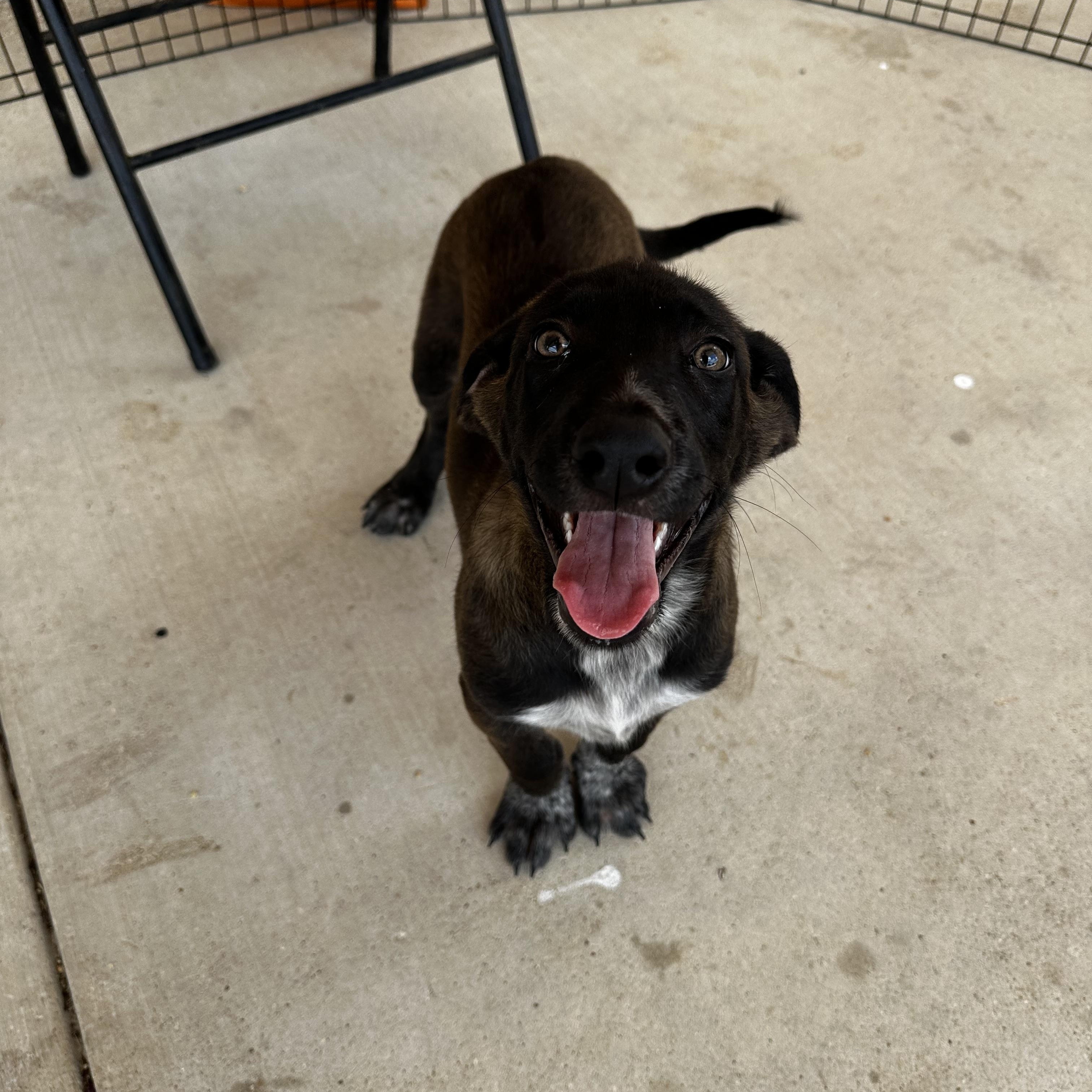 Zuzu, an adopted mixed breed in Seguin, TX image 3/3