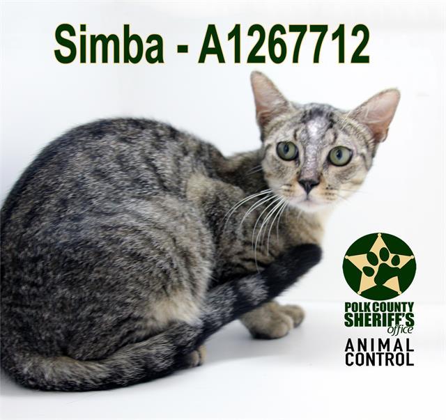 SIMBA, Adoptable, Young Male Domestic Short Hair.