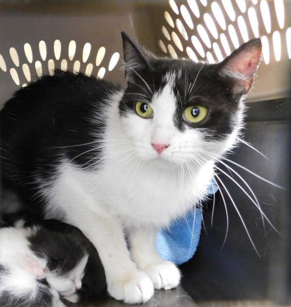 Momasita (jet), Adoptable, Adult Female Domestic Short Hair.