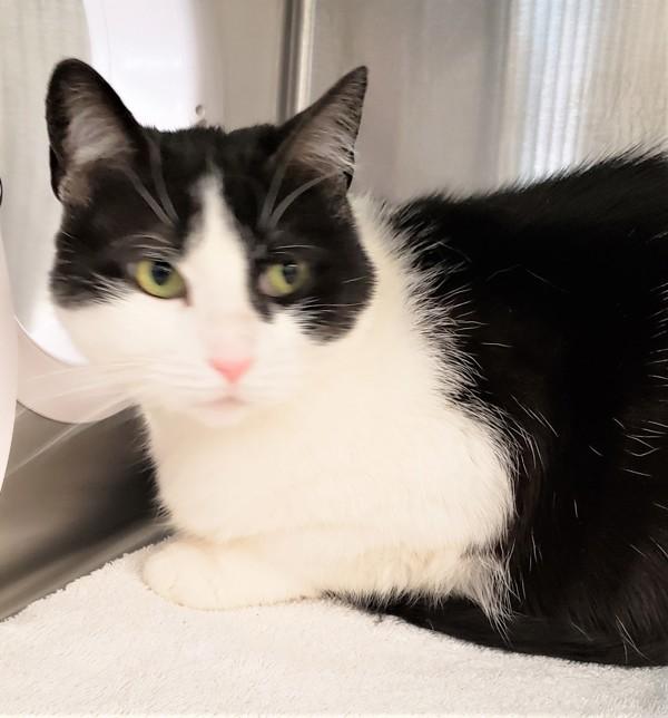 Momasita (jet), a Adoptable mixed breed in Pontiac, MI image 2/2