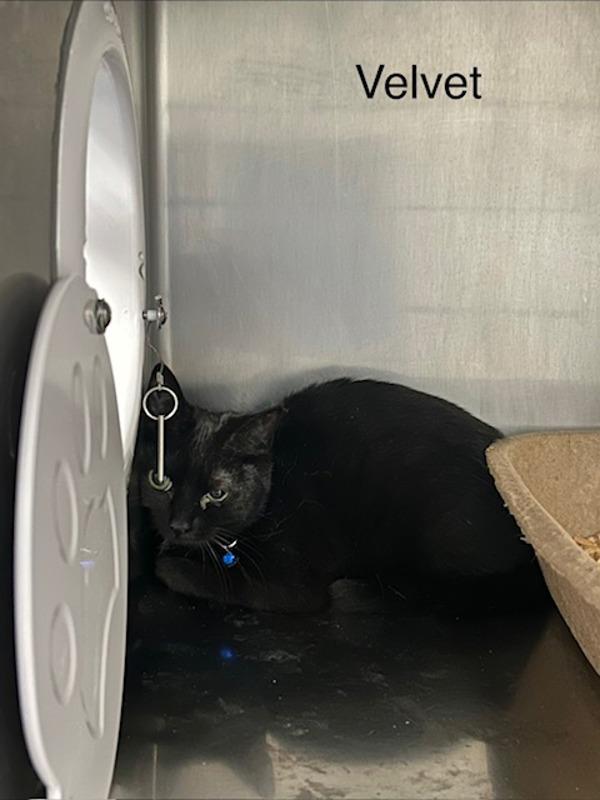 Enlarge Velvet, a Adoptable mixed breed in Knoxville, TN image 1/1
