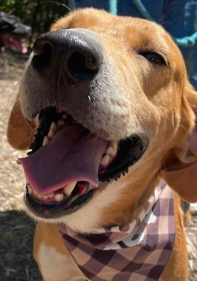 Kylo, Adoptable, Adult Male Treeing Walker Coonhound.