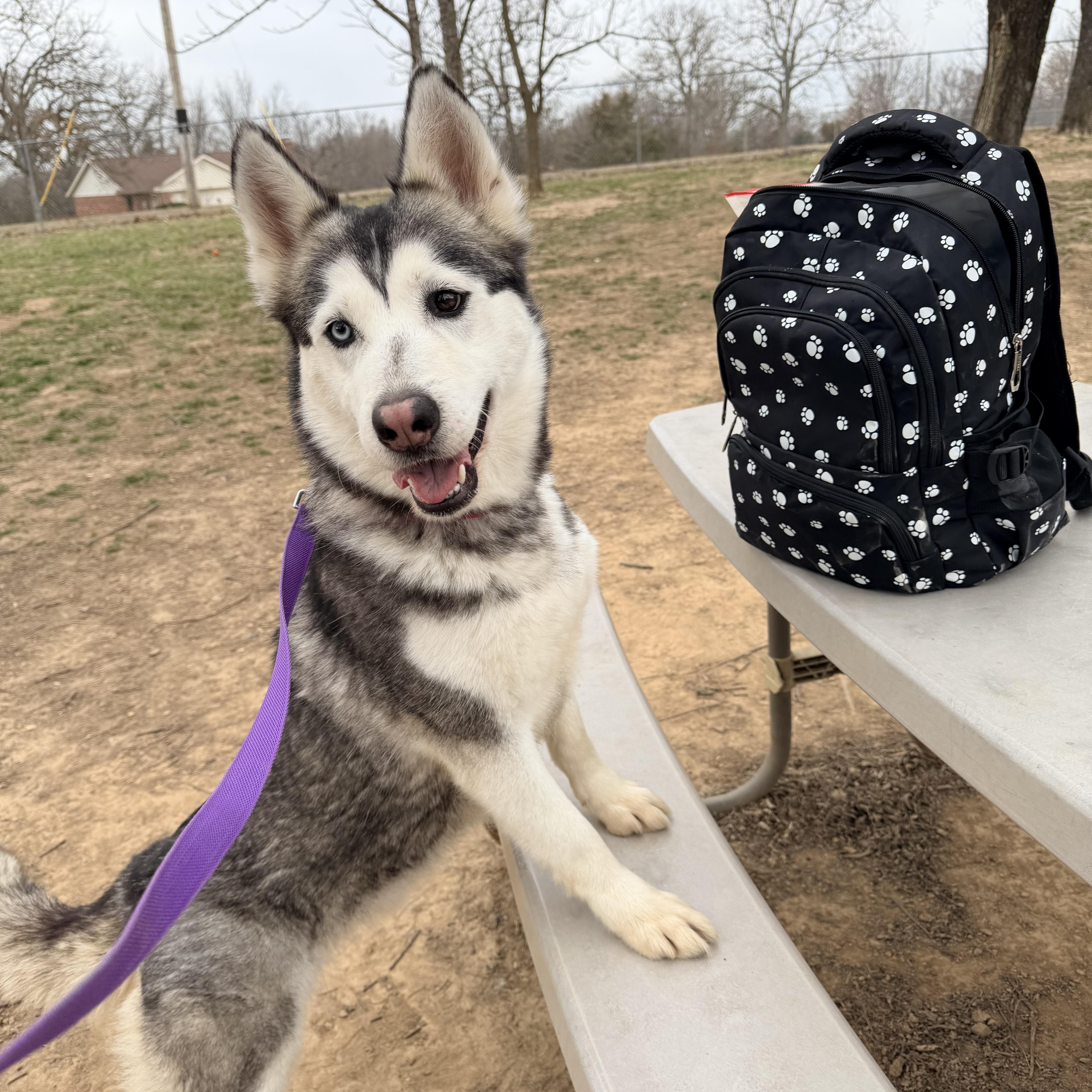 Dancer, ADOPTABLE, Young Female Siberian Husky.