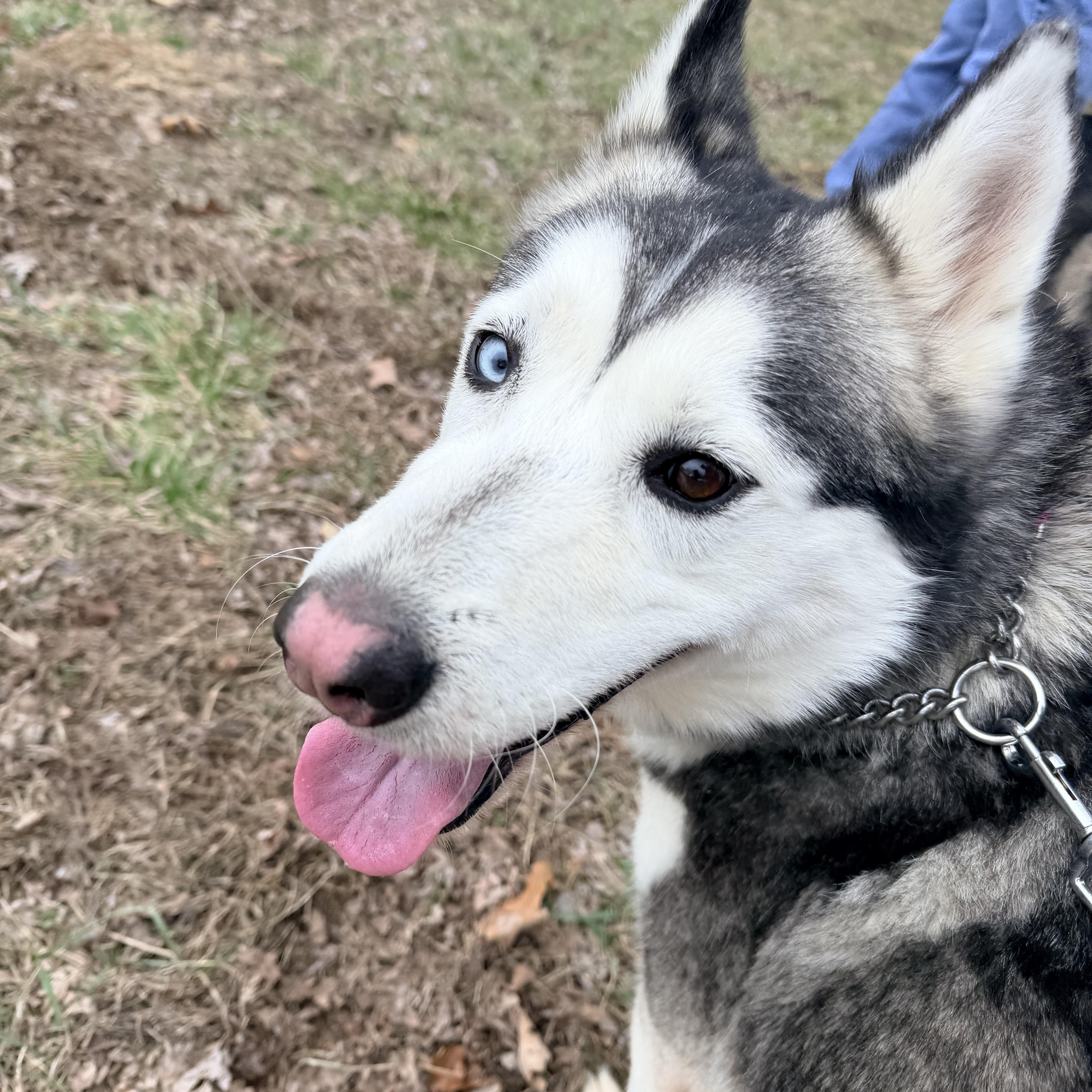 Enlarge Dancer, a ADOPTABLE mixed breed in Jefferson City, MO image 5/6
