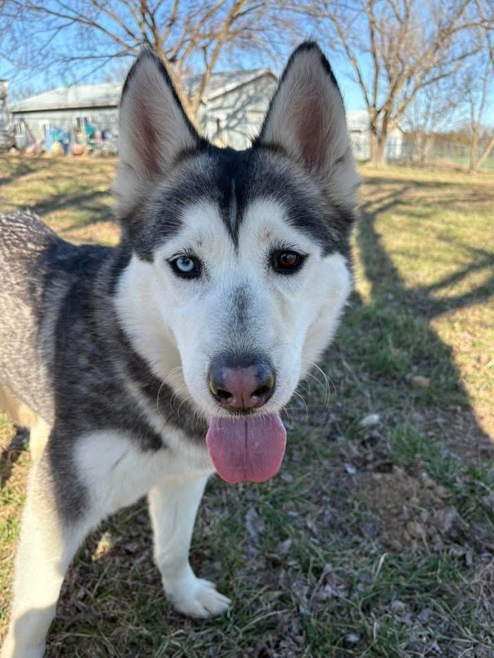 Enlarge Dancer, a ADOPTABLE mixed breed in Jefferson City, MO image 1/6