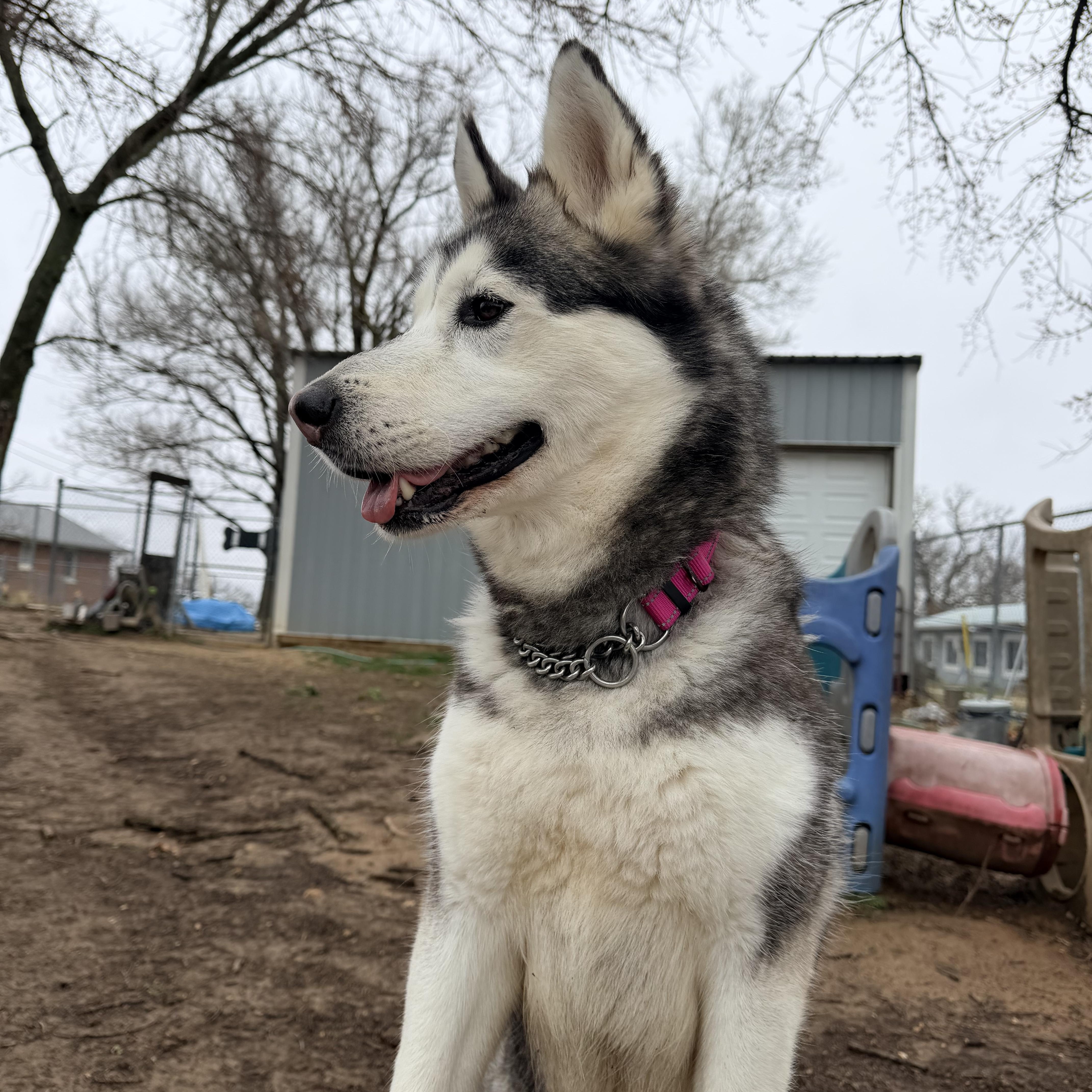 Enlarge Dancer, a ADOPTABLE mixed breed in Jefferson City, MO image 2/6