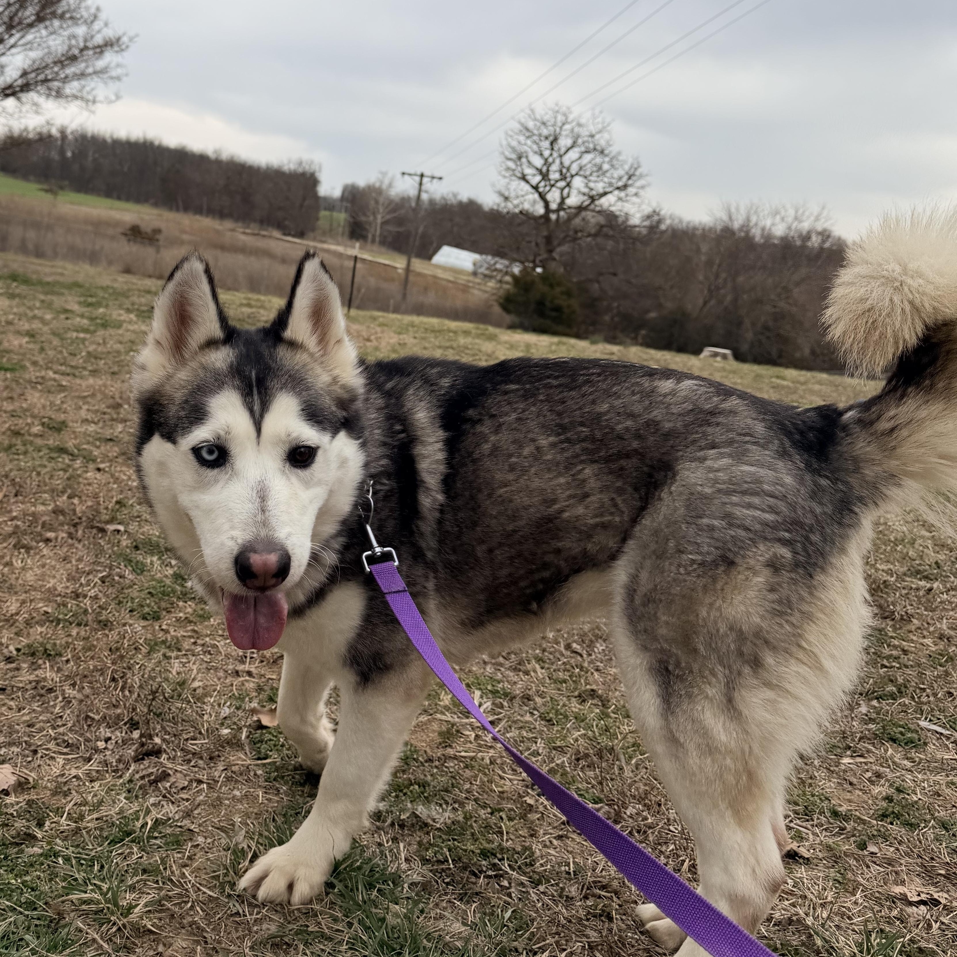 Enlarge Dancer, a ADOPTABLE mixed breed in Jefferson City, MO image 3/6