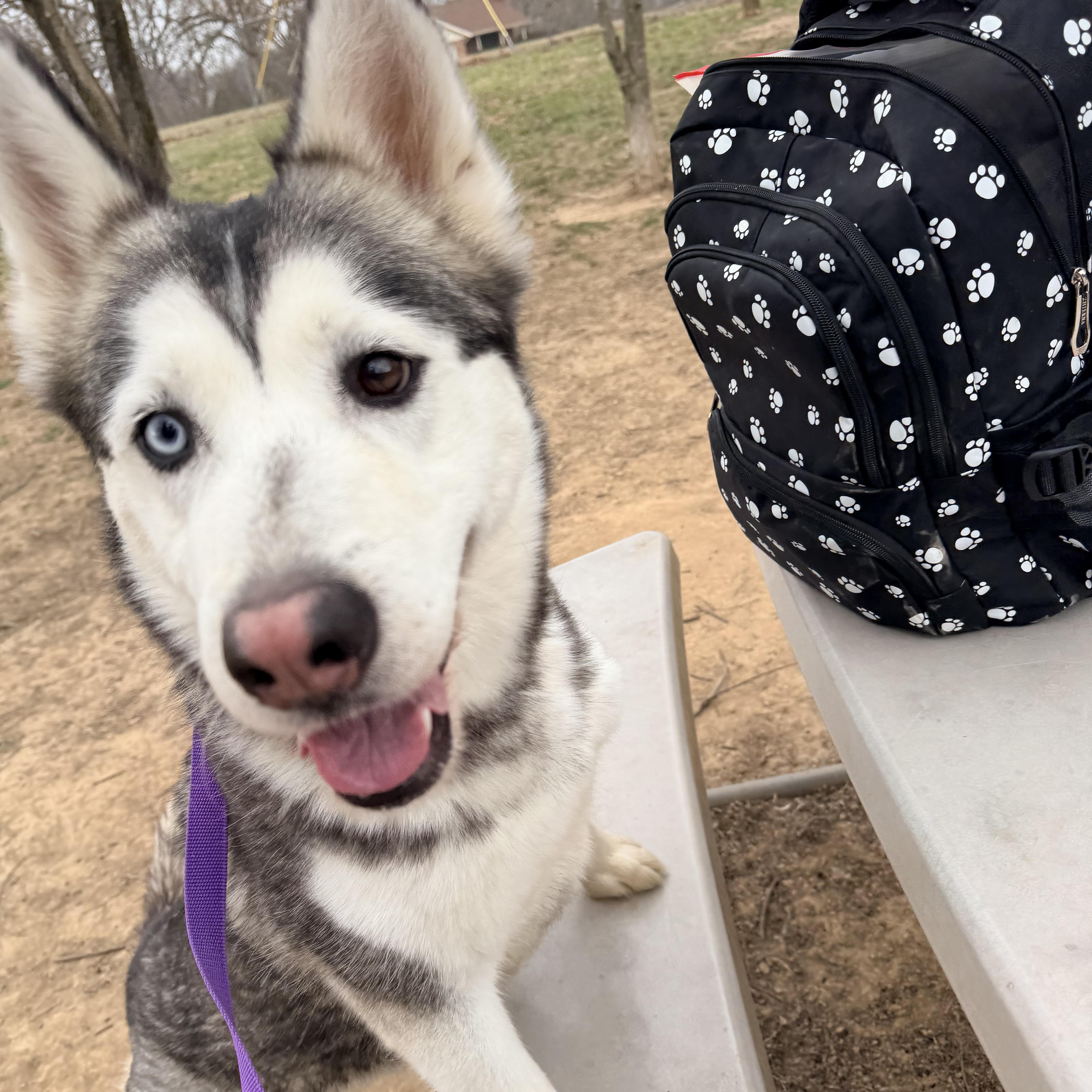 Dancer, a ADOPTABLE mixed breed in Jefferson City, MO image 6/6