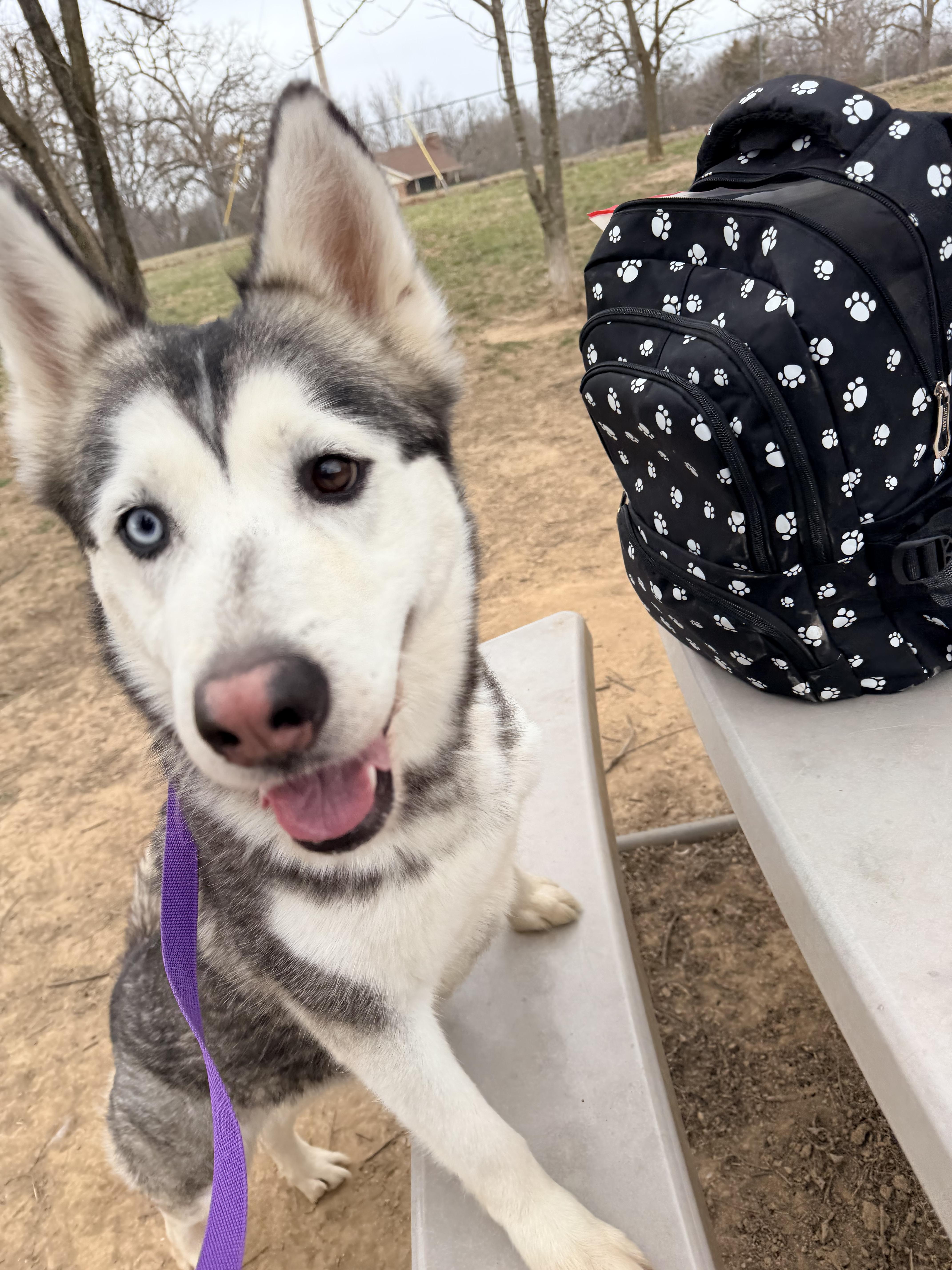 Enlarge Dancer, a ADOPTABLE mixed breed in Jefferson City, MO image 6/6