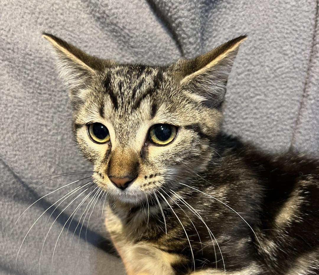 Emmit, a Adoptable Domestic Short Hair in Portland, ME image 2/2