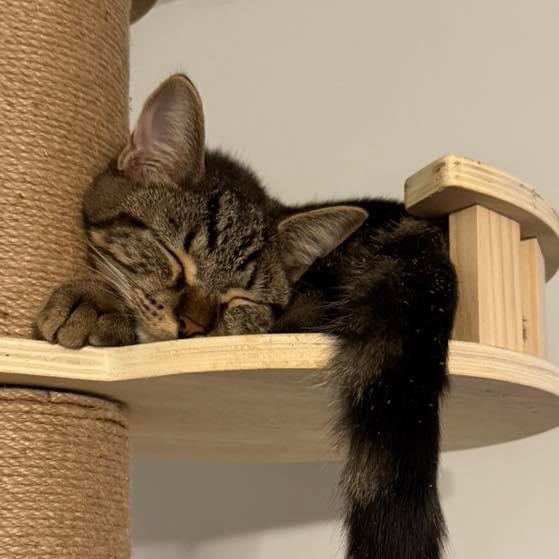 Emmit, Adoptable, Kitten Male Domestic Short Hair.