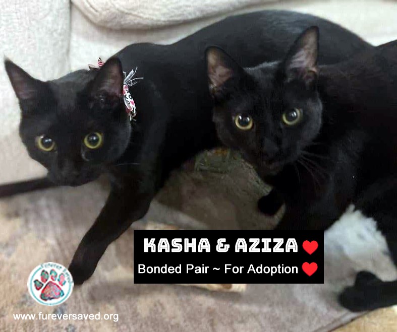 Enlarge Kasha & Aziza, a Adoptable Domestic Short Hair in Gaithersburg, MD image 1/3