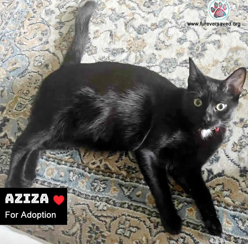 Enlarge Kasha & Aziza, a Adoptable Domestic Short Hair in Gaithersburg, MD image 2/3