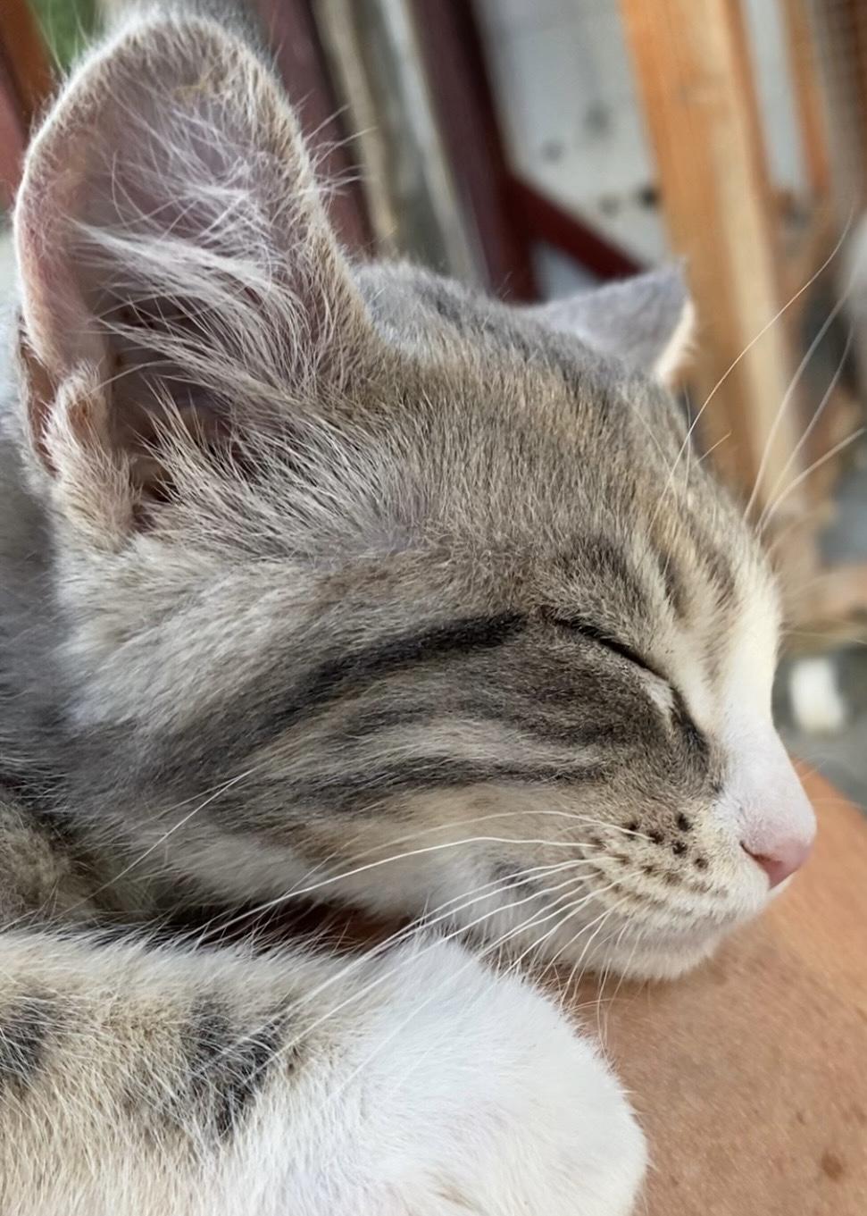 Romeo