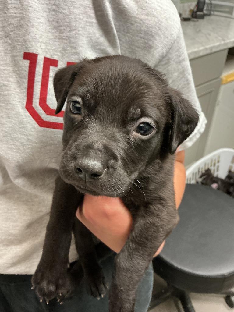 Cohen, Adoptable, Puppy Male Pit Bull Terrier & Mixed Breed.
