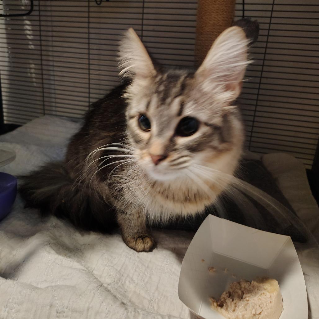 Selena, Adoptable, Young Female Domestic Medium Hair.