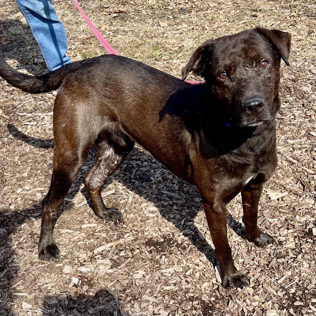 Enlarge Stitch, a Adoptable mixed breed in Deerfield, IL image 1/3