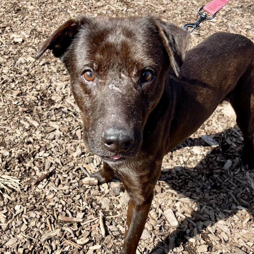 Enlarge Stitch, a Adoptable mixed breed in Deerfield, IL image 2/3