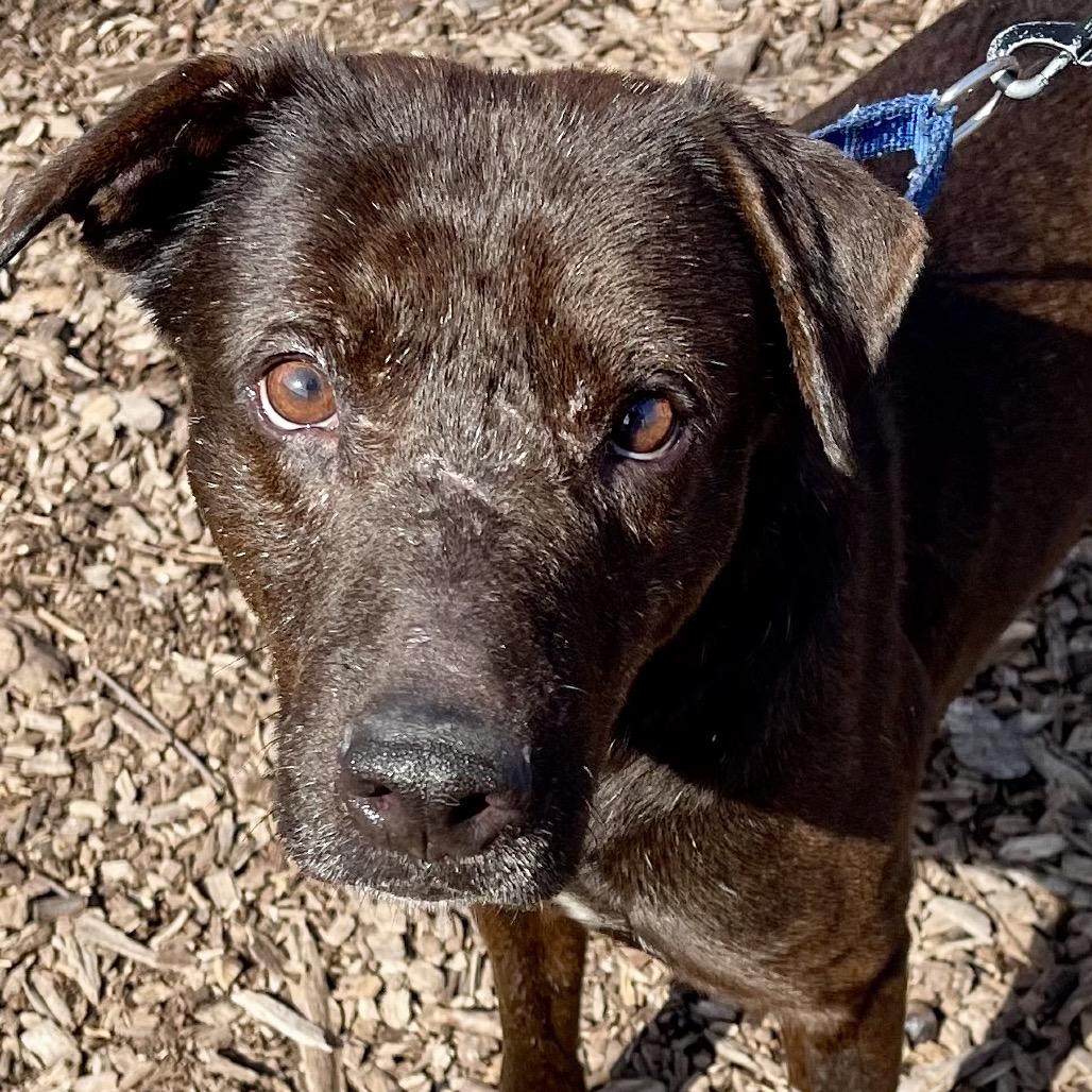 Enlarge Stitch, a Adoptable mixed breed in Deerfield, IL image 3/3