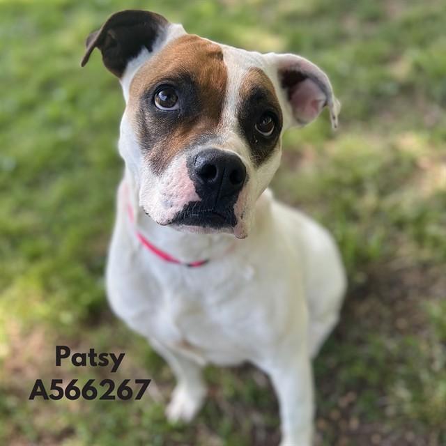 PATSY, Adoptable, Adult Female Pit Bull Terrier & Mixed Breed.