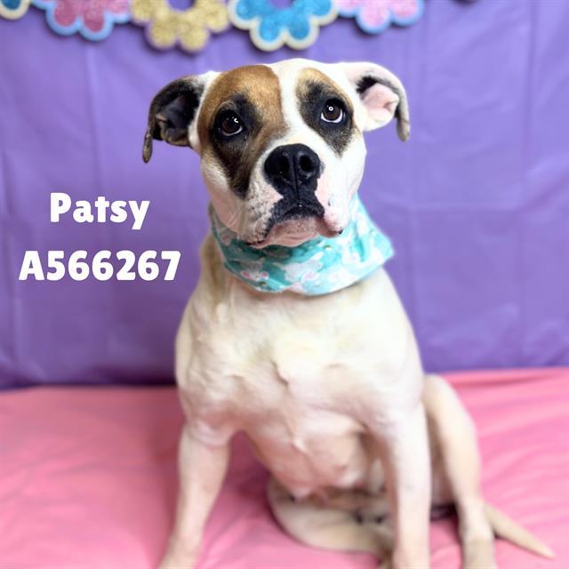 PATSY, Adoptable, Adult Female Pit Bull Terrier & Mixed Breed.