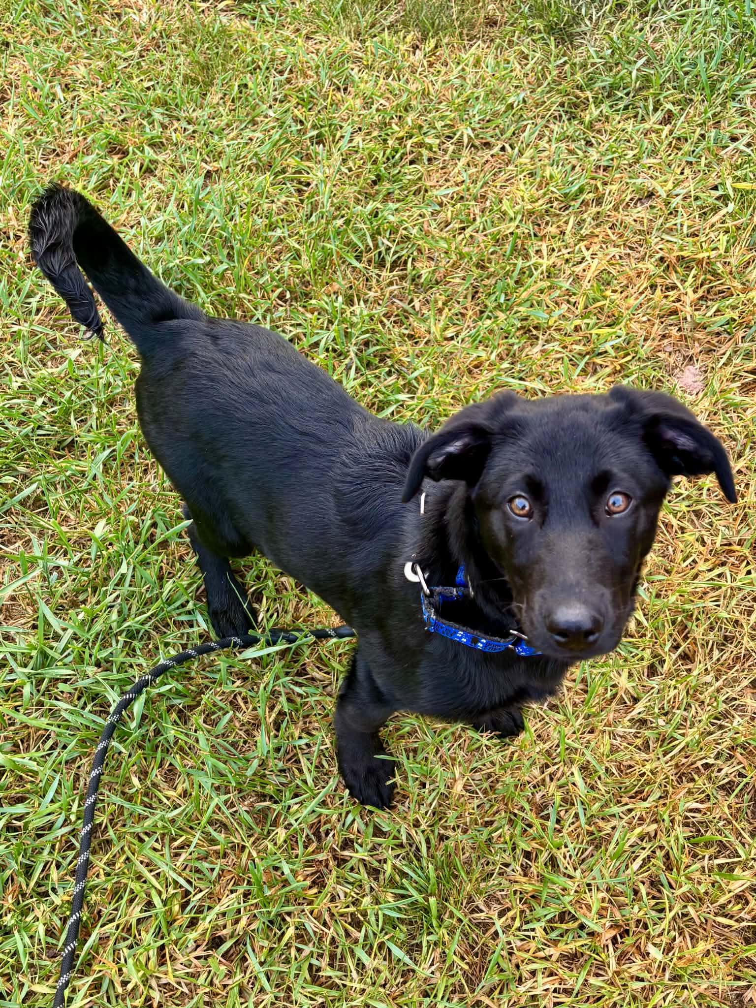 Enlarge Bacon, a ADOPTABLE mixed breed in Grand Rapids, MI image 3/4