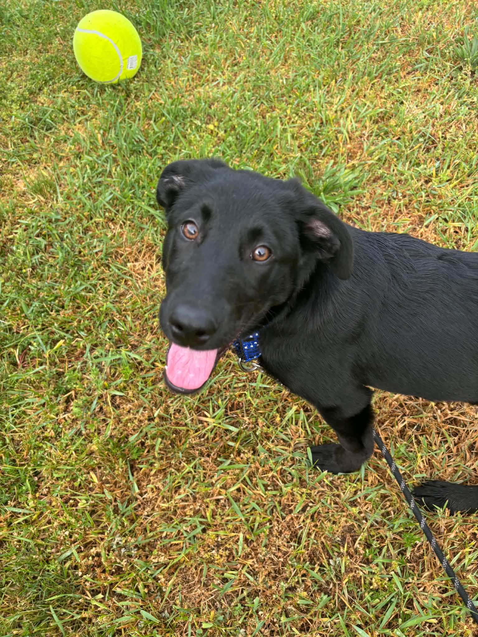 Enlarge Bacon, a ADOPTABLE mixed breed in Grand Rapids, MI image 4/4