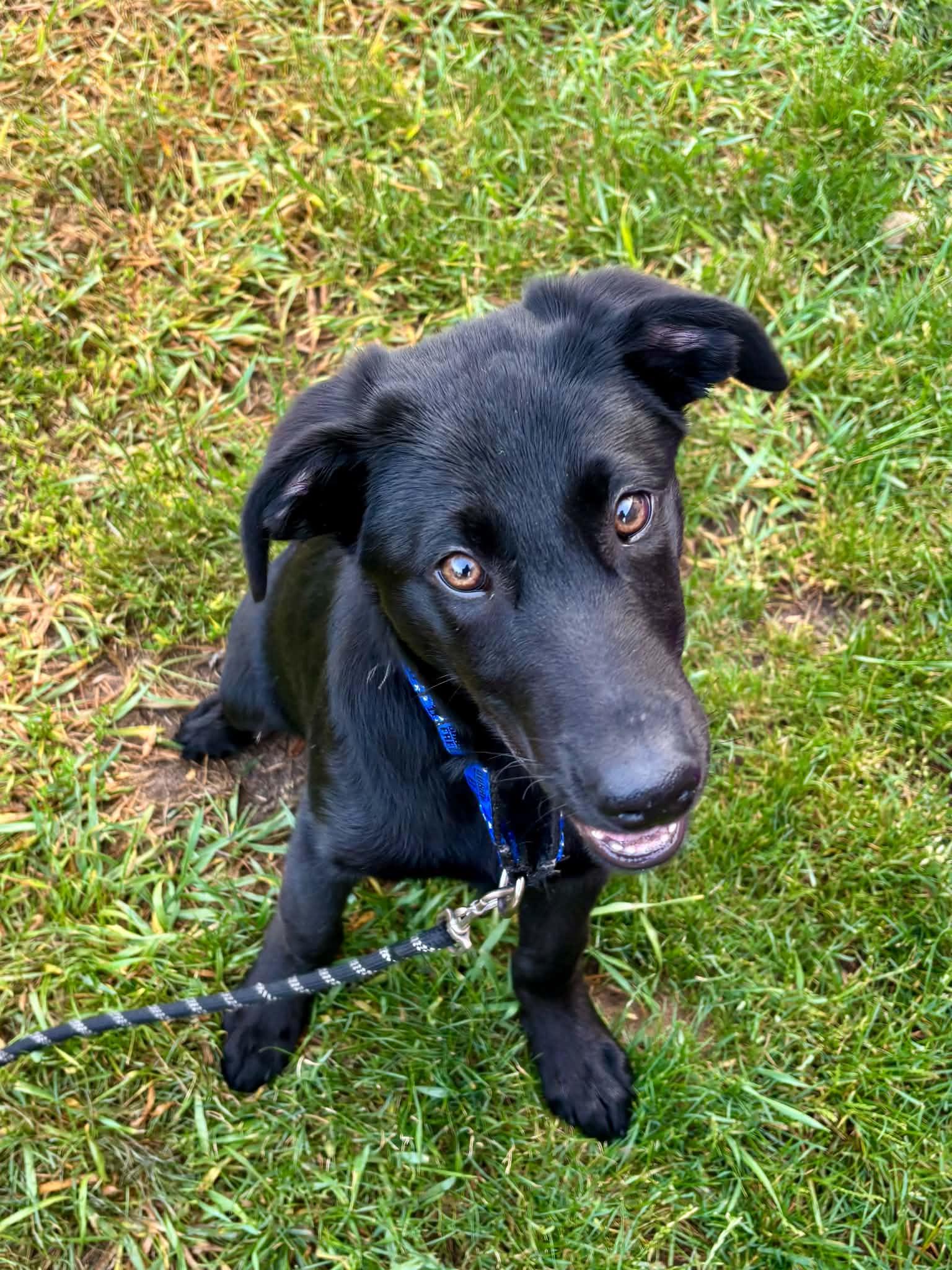 Enlarge Bacon, a ADOPTABLE mixed breed in Grand Rapids, MI image 1/4